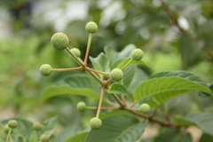 Cephalanthus tetrandra