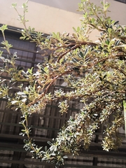 Magnoliopsida