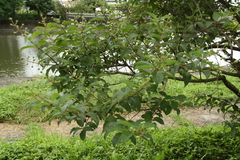 Cephalanthus tetrandra