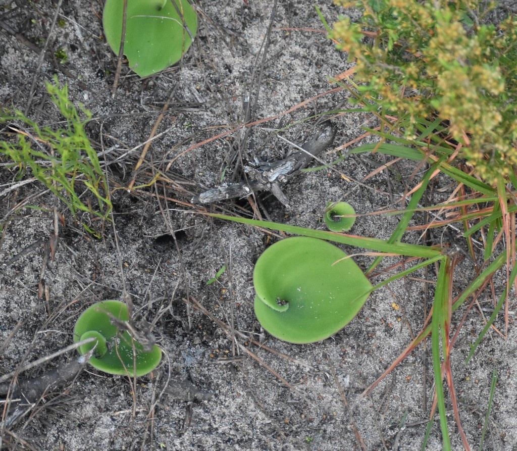 Satyrium acuminatum
