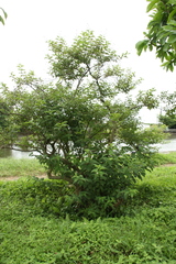 Cephalanthus tetrandra