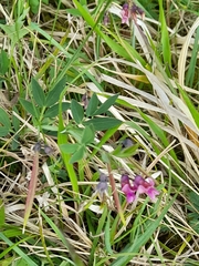 Lathyrus linifolius