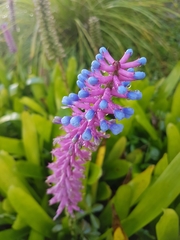 Aechmea gamosepala