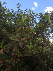 Magnoliopsida