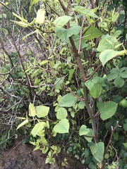 Reynoutria japonica