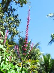 Odontonema callistachyum