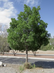 Fraxinus angustifolia oxycarpa
