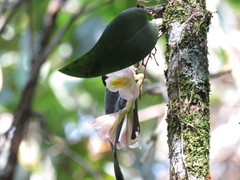 Rodriguezia granadensis