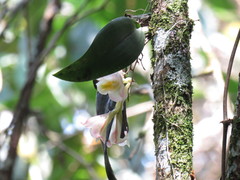 Rodriguezia granadensis