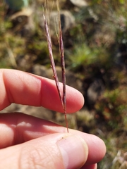 Diheteropogon amplectens