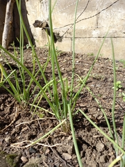 Allium cepa aggregatum