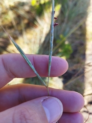Diheteropogon amplectens