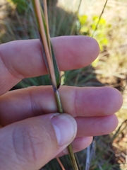 Diheteropogon amplectens