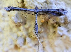 Anstenoptilia marmarodactyla