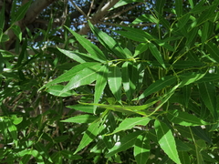 Fraxinus angustifolia oxycarpa