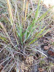 Diheteropogon amplectens