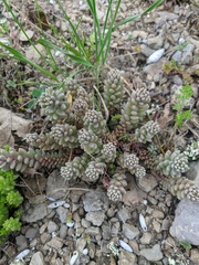Sedum pallidum
