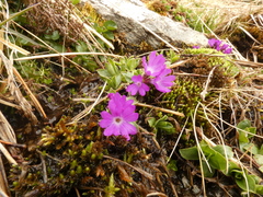 Primula integrifolia