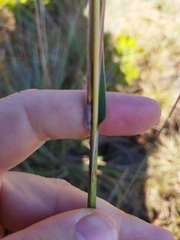 Diheteropogon amplectens