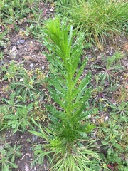 Reseda luteola