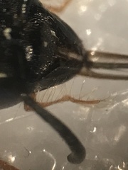 Pterocheilus phaleratus