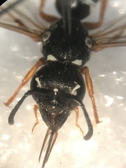 Pterocheilus phaleratus