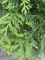 Chamaecyparis pisifera