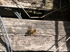 Myathropa florea