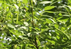 Calopteryx xanthostoma