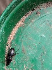 Pterostichus madidus