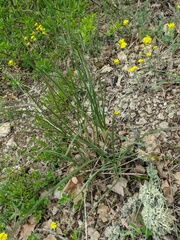 Allium marschalianum