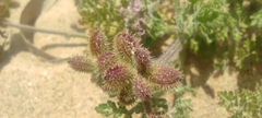 Daucus pumilus