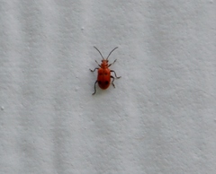 Neolema quadriguttata