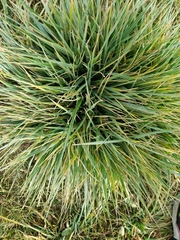 Androtrichum giganteum