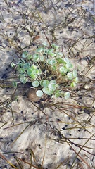 Polyphysaceae
