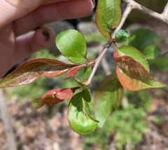 Malus spectabilis