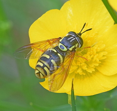 Chrysotoxum elegans