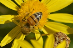 Apis mellifera