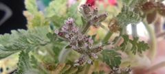 Daucus pumilus