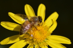 Apis mellifera