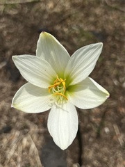 Zephyranthes concolor