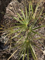 Coccothrinax argentata