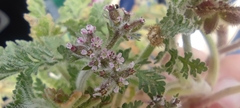 Daucus pumilus
