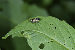 Hemithyrsocera vittata