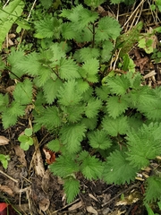 Urtica dioica