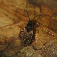 Scolopostethus diffidens