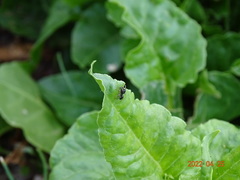 Salticidae