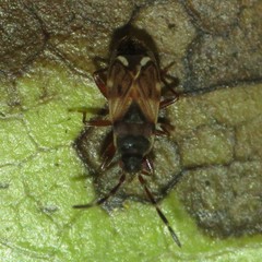 Scolopostethus diffidens