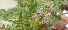 Daucus pumilus