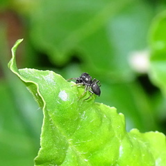 Salticidae
